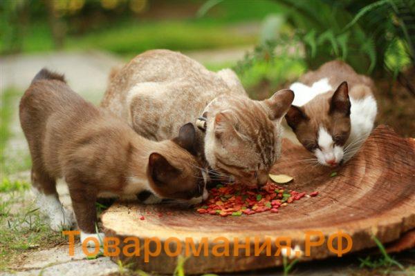 Три кошки едят корм