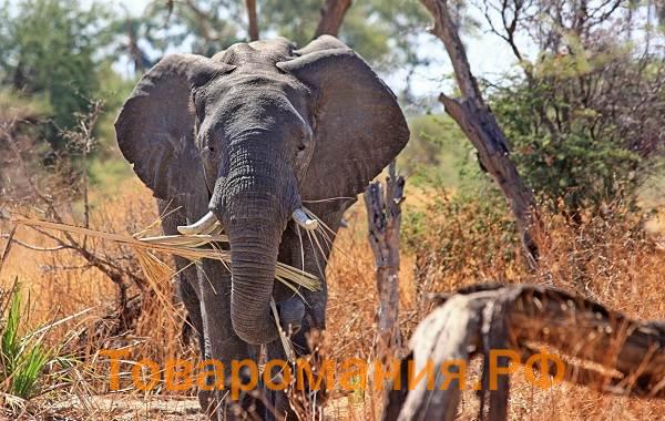 Слон-животное-Описание-особенности-виды-образ-жизни-и-среда-обитания-слона-10