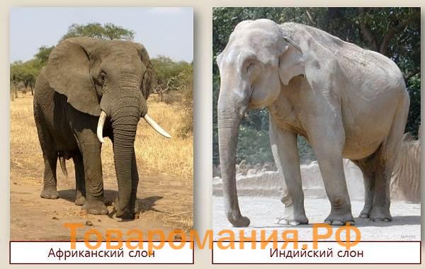 Слон-животное-Описание-особенности-виды-образ-жизни-и-среда-обитания-слона-11