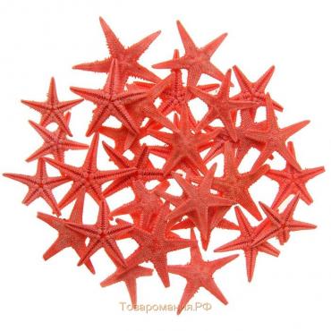 Набор натуральных морских звезд, 1,5-2 см, 20 шт, красный