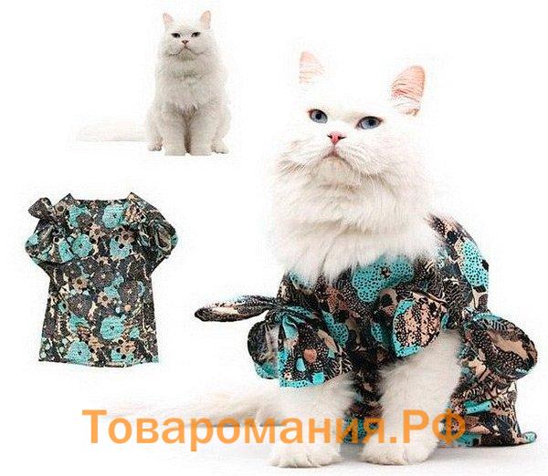 Одежда и аксессуары для кошки