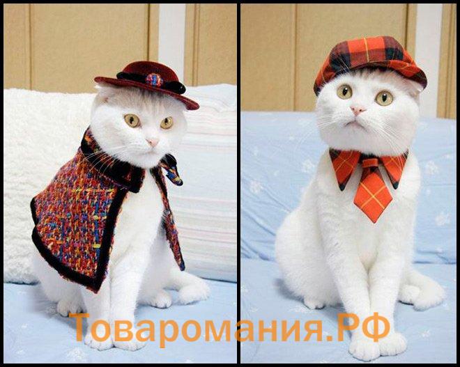 Одежда для стильных кошек