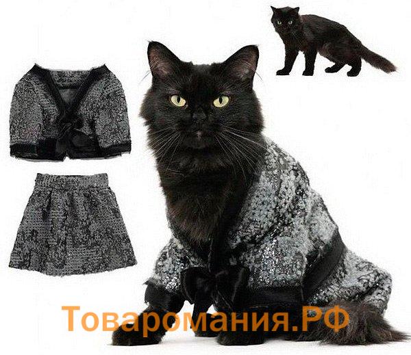 Стильный гардероб для кошки