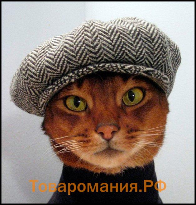 Одежда и украшения для стильных кошек