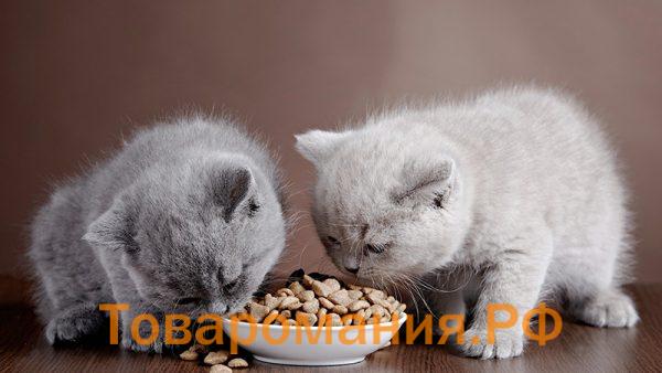 Котята едят сухой корм