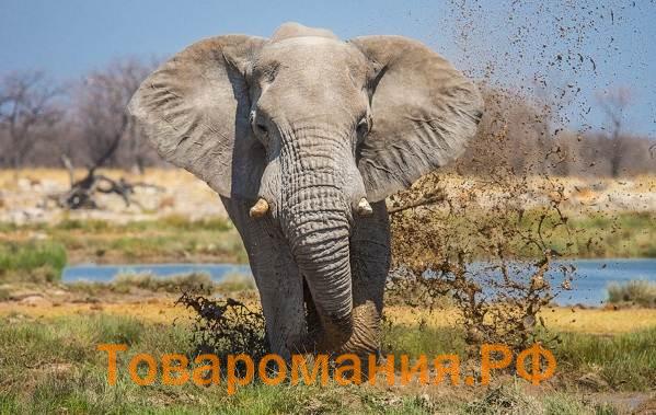 Слон-животное-Описание-особенности-виды-образ-жизни-и-среда-обитания-слона-1
