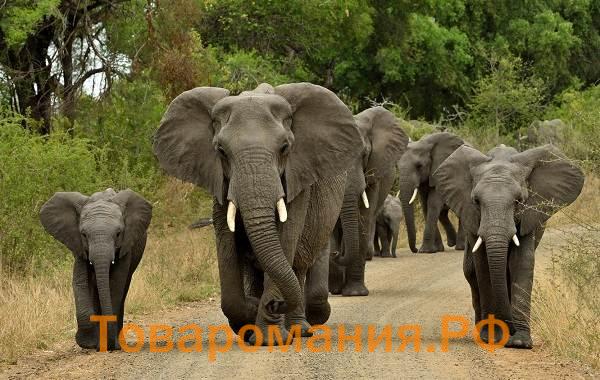 Слон-животное-Описание-особенности-виды-образ-жизни-и-среда-обитания-слона-12