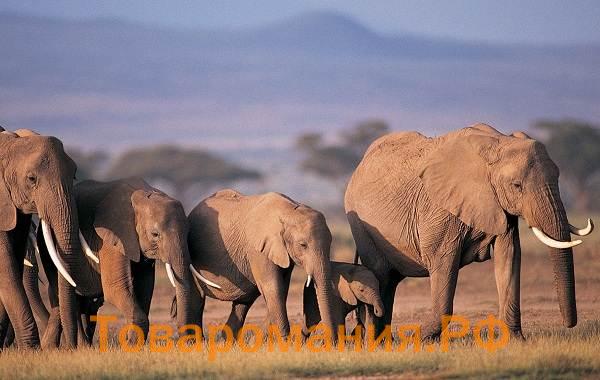 Слон-животное-Описание-особенности-виды-образ-жизни-и-среда-обитания-слона-13