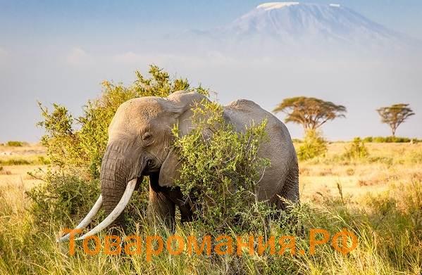 Слон-животное-Описание-особенности-виды-образ-жизни-и-среда-обитания-слона-14