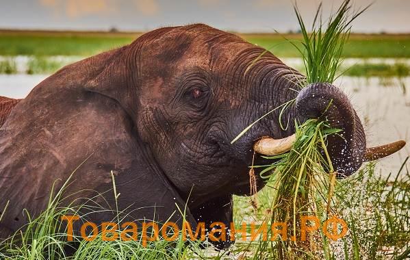 Слон-животное-Описание-особенности-виды-образ-жизни-и-среда-обитания-слона-5