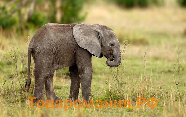 Слон-животное-Описание-особенности-виды-образ-жизни-и-среда-обитания-слона-16