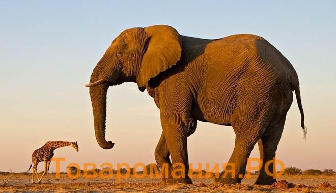 Слон-животное-Описание-особенности-виды-образ-жизни-и-среда-обитания-слона-8