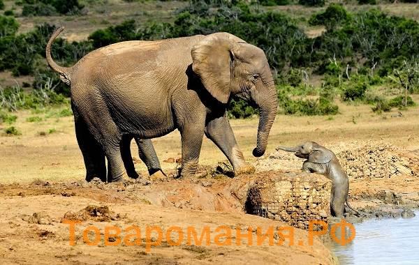 Слон-животное-Описание-особенности-виды-образ-жизни-и-среда-обитания-слона-4