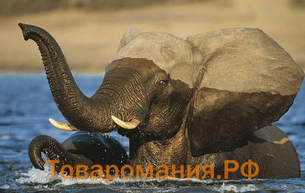 Слон-животное-Описание-особенности-виды-образ-жизни-и-среда-обитания-слона-9