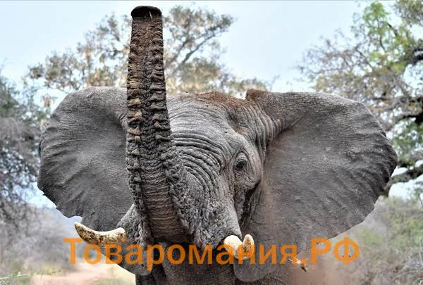 Слон-животное-Описание-особенности-виды-образ-жизни-и-среда-обитания-слона-2
