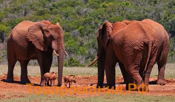 Слон-животное-Описание-особенности-виды-образ-жизни-и-среда-обитания-слона-3