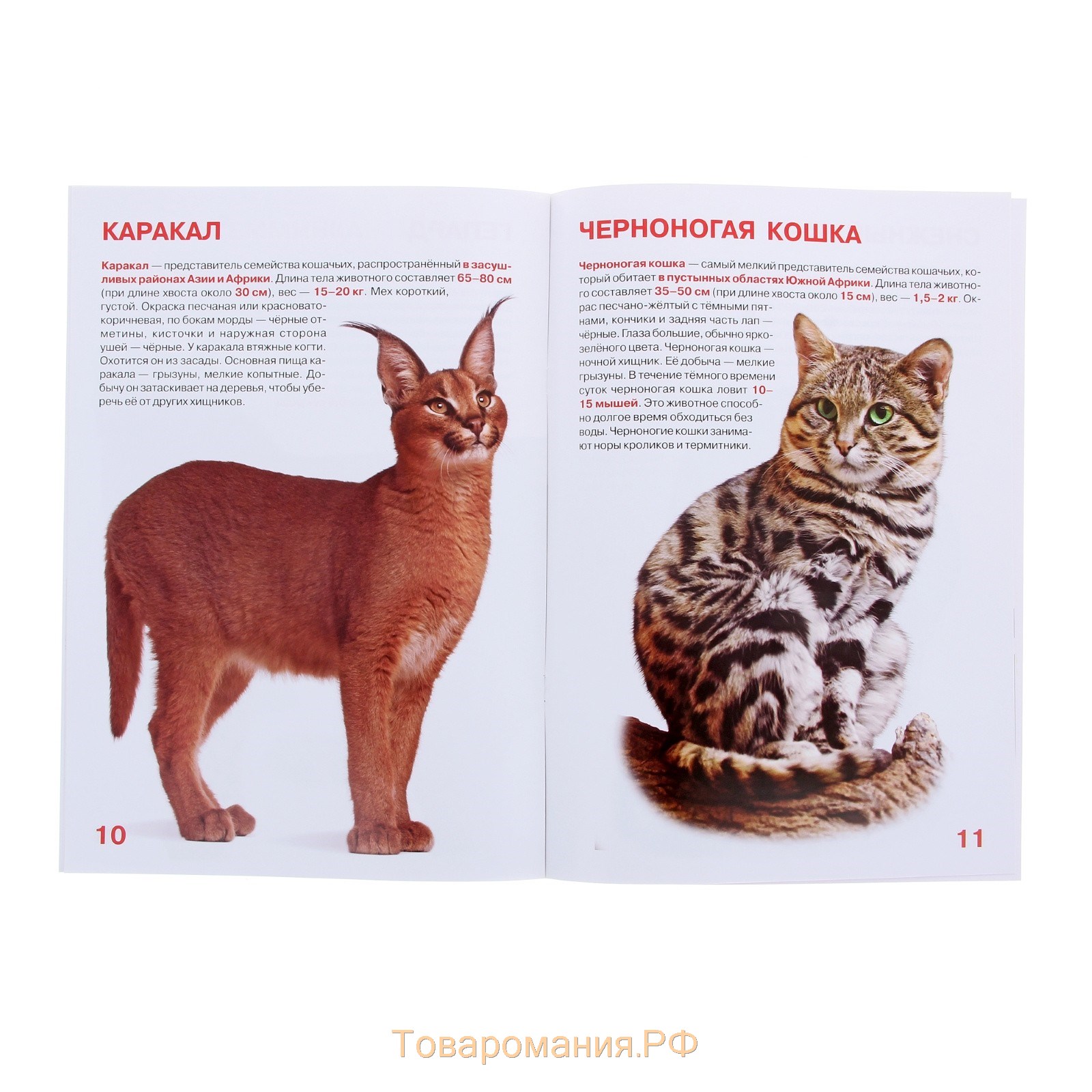 Большая книга для любознательных мальчиков и девочек «Дикие кошки»