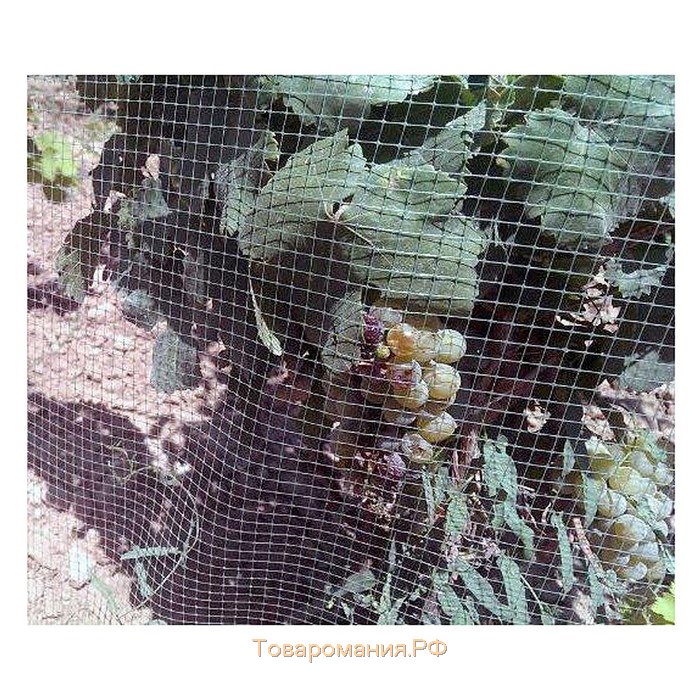 Сетка садовая, 2 × 10 м, ячейка ромб 6 × 6 мм, от птиц, пластиковая, зелёная, Greengo