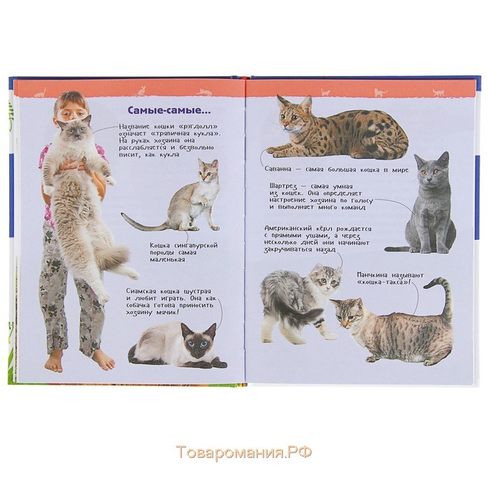 Энциклопедия для детского сада «Кошки и котята»