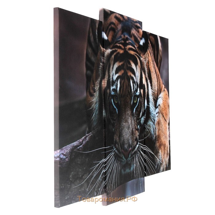 Модульная картина "Тигровый взгляд"  (2-25х52; 1-30х60) 60х80 см