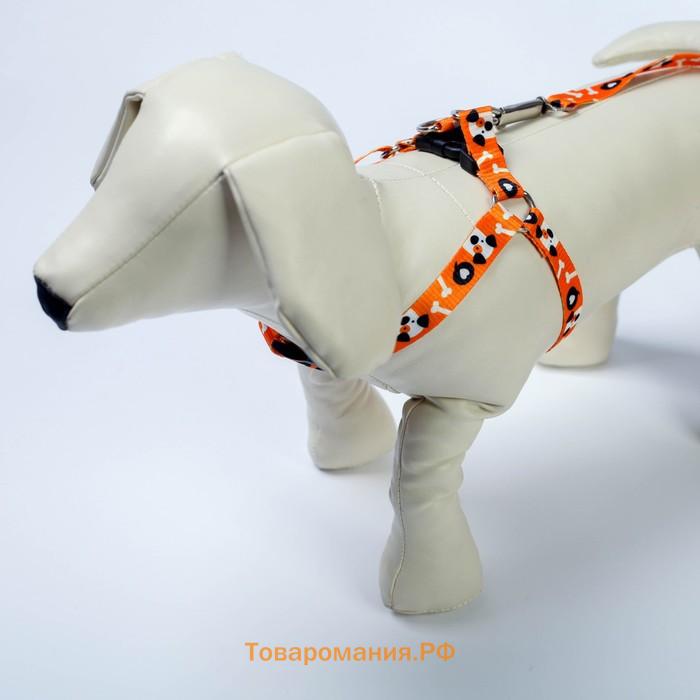 Комплект «Собака», шлейка 36-49 см, поводок 120х1.5 см