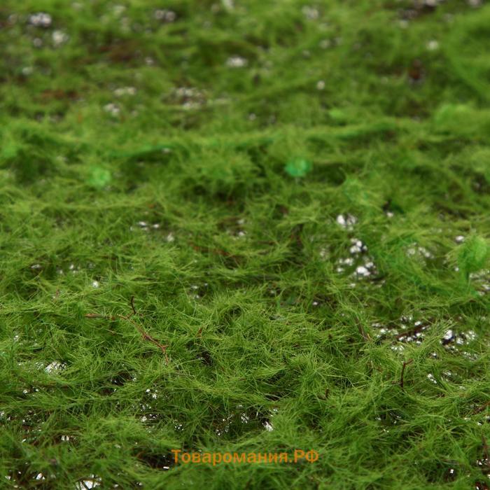 Декоративная панель, 90×40 см, «Мох», Greengo
