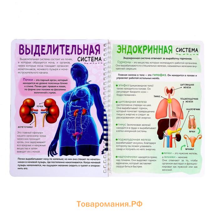 Энциклопедия с прозрачными страницами «Моё тело», 32 стр.