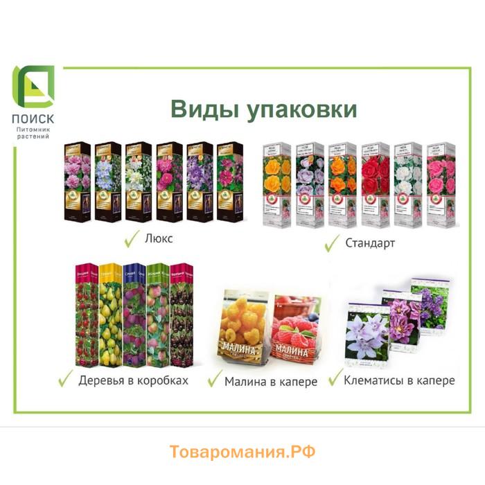 Клематис крупноцветковый "Варшавска Найк" 1 шт, туба, Весна 2025