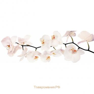 Фотообои "Белая орхидея" 3-А-310 (1 полотно), 440x150 см