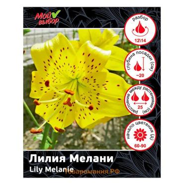 Лилия Азиатская "Перл Мелани", р-р 12/14, 3 шт, Весна 2025