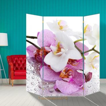 Ширма "Орхидеи. Утренняя свежесть", 160 × 160 см