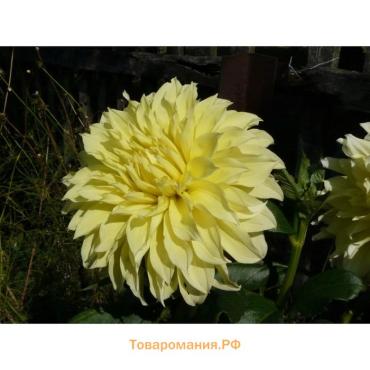 Георгина Декоративная «Сиса», клубелуковица в упаковке, р-р I, 1 шт.